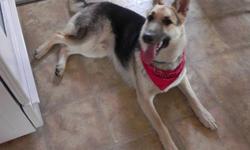 One year old, purebred German Shepard, male. Very friendly, well trained dog, his name is Marley in which he response to very well, he will come when called and goes to the door and whines when wanting to go to the bathroom. He is a gorgeous dog and needs