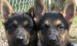 Purebred German Shepherd Puppies. 5 females, 4 males left. Father is king shepherd, 130 lbs. Black and reddish carmel, silky textured coat. European bloodlines. Mother is Black and tan, coarser texture. Approx. 65 lbs. Both have very nice markings. Will