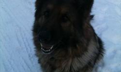 Molly is a beautiful female long hair German Shepherd.
She has been spayed and is upto date with all shots
and deworming.
Molly has a wonderful personality and is great with people.
She is very obedient and listens to comands such as sit, down and come.