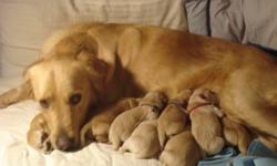 Searching a new year gift? how about a lovely puppy!
 Our beautiful goldenretriever became a mom on Nov 8,2011,which means the puppies could be rehomed around the new year  as a  gift to your family or your friends.
Dog Mom and Dog Dad are on site.Mom is