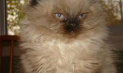 This handsome male himalayan kitten is ready for his new home.  He is eating solid food and using the litter box.  He is well socialized with children, other cats and dogs.  Please call if you are interested in  bringing him home.  Thanks Trish  519 751