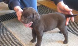 Labrador Pups 7 weeks,1 black male and female, 1 chocolate female.. CKC registered, tattooed, dewormed, and first vaccination. Mom is chocolate and dad is yellow. Repeat breeding with good reports from previous litter. Health and satisfaction guaranteed