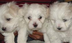 I have 3 purebred maltese puppies ( 2 females and 1 male ). They are borned October 23.
Both parents are owned by us.
Puppies will have first shot and Vet check.
They will be ready to go December 23
 
Contact : 780- 833-1383