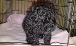 Home raised Purebred Minature Poodle Puppies
3 little boys, 2 black and 1 brown. Born August 19, 2011
Asking $800, deposit required to save puppy of choice.
Tails docked, dew claws removed, will have vaccinations and deworming done between 6-8 weeks