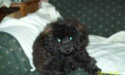 Purebred Minature Poodle Puppy
His tail has been docked, dew claws removed, 1st shots, dewormend twice, vet checked.
This little guy will be a welcome to any home, very lovable and entertaining. Loves to play and loves all animals.
Will be willing to keep