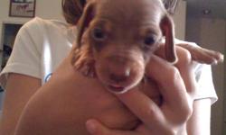 PUREBRED MINIATURE DACHSHUND
I have 3 puppies left....1 female black and tan and 2 chocolate and tan....1 male....1 female. The price includes their first set of shots and dewormed and vet checked. $100.00 deposit to hold your beautiful new puppy which