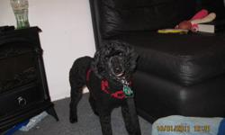 CKC registered purebred miniature poodle, 4 year old male seeks forever home.  He is neutred, microchipped, up to date on his shots, and completely housebroken and crate trained.  He comes with his collar, leash, crate, jacket and some of his food.  He is