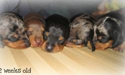 Purebred Miniature smooth Dachshunds Ready to go November 12th, 2011
Puppies come with:
* First set of shots
* Deworming
* Puppy folder with vet records
* Puppy blanket
* A few toys
* Puppy food to get you started
2 Male Silver dapples,1 Male white and