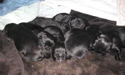 I have a beautiful litter of 8 Newfoundland puppies for sale.  6 males are left.  Puppies will come CKC registered, microchipped, vet checked, and all vacinations up to date. Mother is on site.  More pictures of the puppies will be available soon.