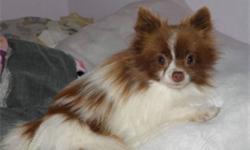 VERY CUTE READY FOR CHRISTMAS
8 Months Old Tiny Parti-Pom...
I have a Very Nice and Cuddly 8 month Old Pomeranian.
Female Purebred Pom
 
Shots UTD, TINA IS LOOKING FOR A NEW FOREVER HOME.
This Sweet and Shy little girl will Warm Your Heart This Christmas,