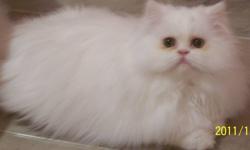 Registered breeder has a PURR-fect boy looking for his PURRr-fect home in time for Christmas.  This little guy is a purebred persian, and is full of love.