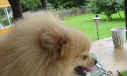 Beautiful Purebred orange Pomeranian Girl.
Her name is Vienna.  We are a young Breeding Kennel (hobby only)
and we have decided to place Vienna in a loving home.  She is sweet and
loving and adores attention. She has never been bred.  She has never
had a
