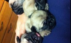 We have only 2 purebred Pug puppies left,  no papers, they were lost in a fire, mother and father are purebred. Two males and one female left, we're asking $600 for the male and $700 for the female, they don't have their shots yet, price will include