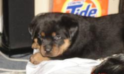 ***Just in time for Christmas***
We have the perfect family pets available for adoption!!
Purebred Rottweiler Puppies will be ready to bring home December 21st, Just in time for Christmas!!! Give the gift of a loyal and loving family pet.
Tails cropped,