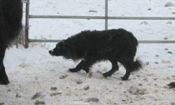 5 Registered Purebred Border Collie pups for sale (2 males, 3 females). Also, 1 registered male, born March 10, 2010 (from the last litter). From working parents.  Sire from same bloodlines as Moss. He is very calm, but strong and works cattle very