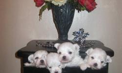 CKC Registered Purebred Maltese Pups...
 
They come with ckc papers, micro chips, first vaccinations, deworming
 
no shedding, no allergies, adorable personalities
 
Ready to go home now
 
please leave your number with your response..all questions