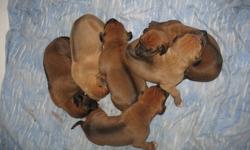 I have 6 purebred Rhodesian Ridgeback puppies. Four females, Two males. Absolutely BEAUTIFUL puppies. Both parents are CKC registered. Act quickly as these pups are sure to go fast!
Pups come with first shots & deworming.
Serious inquiries only!
Contact