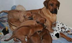 I have 6 purebred Rhodesian Ridgeback puppies. Absolutely BEAUTIFUL puppies. Both parents are CKC registered. Act quickly as these pups are sure to go fast!
Pups come with first shots & deworming & vet-check.
Serious inquiries only!
Contact Kathy at