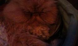 Sofia is a red Persian. 6 years old but the spunk of a kitten. We've had her as a kitten but now due to allergy issues we must find her a new home. She is fixed and declawed and full of personality. Please only serious inquiries- the only reason for the