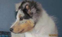 One blue Merle Shetland sheepdog ( sheltie ) One Male Only.
Very flashy colors, great personality. For more information please contact via email or phone. Serious inquiries only please.
 also a 4 year old Blue Merle female. Super good dog for someone