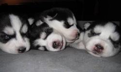 We have 3 puppies for sale. Black and white with Blue eyes.
