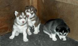 PUREBRED SIBERIAN HUSKY PUPS - ONLY 2 LEFT!!
 
I have 3 absolutely beautiful Purebred Siberian Husky pups for sale.  They all have lovely masks and no splash coat
Both parents are registered and all pups will come with a full Vet Check, 1st set of shots,