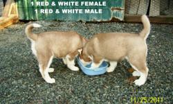 PUREBRED SIBERIAN HUSKY PUPS - registered.
I am located in South Langley. I have 2 absolutely beautiful Purebred Siberian Husky pups for sale. They are from a litter of 6.
They both have gorgeous masks and NO splash coat and are a VERY pretty dark red