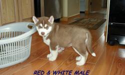 PUREBRED SIBERIAN HUSKY PUPS - ONLY 2 LEFT!!
I am located in South Langley. I have 2 absolutely beautiful Purebred Siberian Husky pups for sale. They are from a litter of 6.
They both have gorgeous masks and NO splash coat and are a VERY pretty dark red