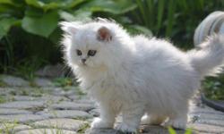 I have a couple of Silver Chinchilla adorable Persian kittens left for sale.
I am sure you will fall in love with them.
The kittiens are all vet checked, CCA registered, vaccinated, and fully litter tranined.
I would love for these kittens to find a