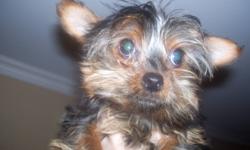for sale by owner 1 female purebred tea-cup yorkie,grows to between 3 and 3 1/2 lbs,,,all shots are up to date.