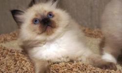 Seal Point Mitted girl  due Feb.25.
****Kitten prices start at $600.00****prices subject to change, and mink kittens are more.
Pictures are of last litter born June 9, 2011. Last picture is mom.  This litter will be the same parents.
Taking reserves on