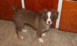 3 male toy australian shepherd puppies remaining.  The toy australian shepherd has the heart and spirit of the standard aussie but just comes in a smaller package!  Both parents are 13" tall, approx 15 lbs and are on site.
 
Shown in order of photo
Male