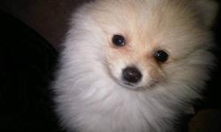 JUST IN TIME FOR VALENTINES DAY!!!!!
 
SUPER CUTE and SUPER ADORABLE toy pomeranians for sale. The puppies has received their first sets of shorts and has been dewormed. Fully grown will be about 7 lbs! They honestly look like little bears. Parents are