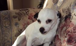 Hi there. We have a Purebred Neutered Male Chihuahua for sale. We are asking $300.00 for him. He is White with Black ears, nose, and bottom lip. He is a cuddle bug and loves to steal your pillow at night. He has been raised in a Family enviroment with