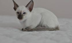 We have 2 purebreed Siamese Kittens available to be adopted as of November 5.
 
Available are 2 chocolate point females.
 
They come from a very loving home and expect nothing less in return by their adoptive parents!
 
Check out our website