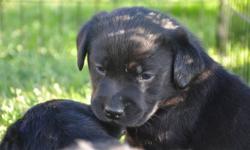 ~Lovely English Labrador Retriever puppies offered for your consideration.
~ Bred for type,temperament, and trainability.
~ Home of many Specialty Show winners, Obedience Trial winners, guide dogs for the blind and arson detection dogs, excellent gundogs