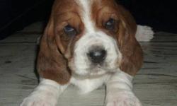 Basset Acres is Please to Announce the Arrival of Dahlia and Dudleys Puppies !!!
Dudley is CKC registered and Imported from Europe and Dahlia is our first boy Boyds puppy all grown up. They both have wonderful laid back dispositions and are beautiful