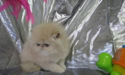 Quality Persian kittens available to loving indoor homes. All kittens are registered from pure persian lines, no exotics or CPC in pedigrees.
 These kittens are healthy, PKD- , family raised ,socialized, used to grooming and are fully vaccinated, with vet