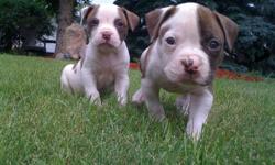 RED DRAGON BULLDOGS is proud to announce our litter of 11 American Bulldog puppies~9 puppies left (7-females 4-Males)!! We strive to breed dogs of sound mind, body, and soul! My husband and I along with our 3 children work hard to breed our puppies as a