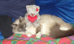 Ragdoll- Ragdoll Manx Mother is Ragdoll,father is Ragdoll Manx, the kittens one larger male,smaller female are litter trained, vet checked, have their shots and dewormed. Kittens are well socialized  here, it must be understood that unlike pups kittens