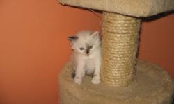 Female Ragdoll/Himalayan Cross Kittens with Big Blue Eyes
1 left Female Tortie Split Face with a very sweet personality and loves to be picked up!
Litter trained and raised on a healthy diet and clean environment, dewormed.
Raised in a family environment,