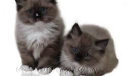 Just in time for Christmas:
Aden Ragdoll Cattery offering a Christmas discount on all kittens from Oct 14, 2011 through Dec 15, 2011.
For first time buyers: $100.00 off any kitten of choice.
For repeat buyers: $200.00 off any kitten of choice. 
We have