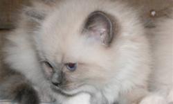 Kittens just 9 weeks old and ready to go. Vaccinated, healthy, happy, FUN!! Blue points and seal points, mitted and not. There is one just for you! Long time breeder of wonderful pet Ragdolls! Please call Marnie @ 403 949-2516