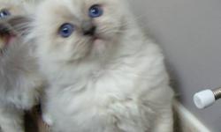 Abadabadolls Ragdoll Cattery, is a TICA/CFA Registered Cattery, (not a back yard breeder,) with over 12 years of experience, along with recommendations from previous customers.  We have recently moved from Florida to Toronto (Scarborough) 
There is one