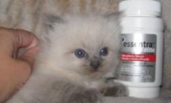 Large blue point mink ragdoll male born in September.
TICA purebred. May be the  only mink we produce mother is retired.
He is very big, nice silky single coat and fabulous blue eyes.
Minks are rare and very costly. $500. as a pet. Dark rich coloring.
He