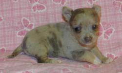 I have 3 puppies left for sale out of a litter of 6. Mom is a merle Chihuahua and dad is an AKC registered brindle Chihuahua. There are 2 males and 1 female.
Puppies will come with sample of their food, vet check, shots, and dewormer. Asking $600 OBO.