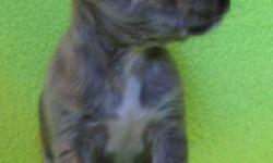 I have 1 puppy left for sale out of a litter of 6. Mom is a merle Chihuahua and dad is an AKC registered brindle Chihuahua. He is grey with brindle markings. This little guy was sold but buyer could no longer take him. 
He comes with sample of his food,
