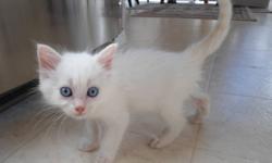 Beautiful flame point ragdolls.  Only two left..... Males with First shots, Dewormed,  Scratch board and Litter train-ed. Eating baby cat dry food and just adorable. Need homes quickly~~ ~Call 250-317-8183 or 778-484-6711