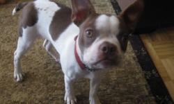CKC REGISTERED RED SPLASH BOSTON TERRIER MALE.
 
  Corbett is a well bred, handsome, 6 month old , red & white splash, boston terrier puppy.
 He was bought from Bella Bostons in Ontario.
  He is off genetically tested lines and has some of the best