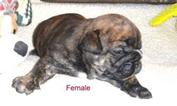 Rare, Reg. English/British Style Bulldog pups      Solid brindle little white male pups w/Black Masks
           1- Red sable male with full black mask
              1- Solid Dark Red/Brindle Female                   Dam is a "Rare" Red Sable Female.